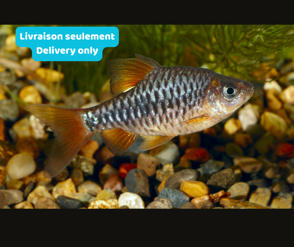 Barb Checkered (Livraison seulement) - NageoireBleue