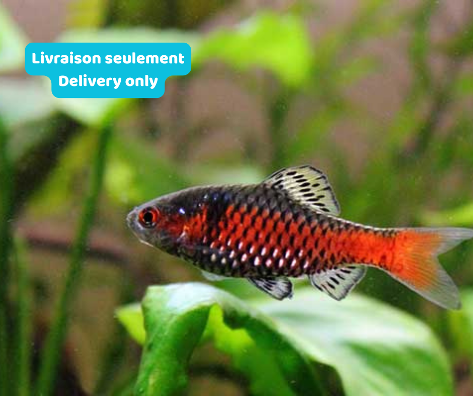 Barb Odessa (Livraison seulement) - NageoireBleue