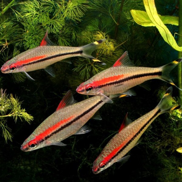 Barb Torpedo Large
