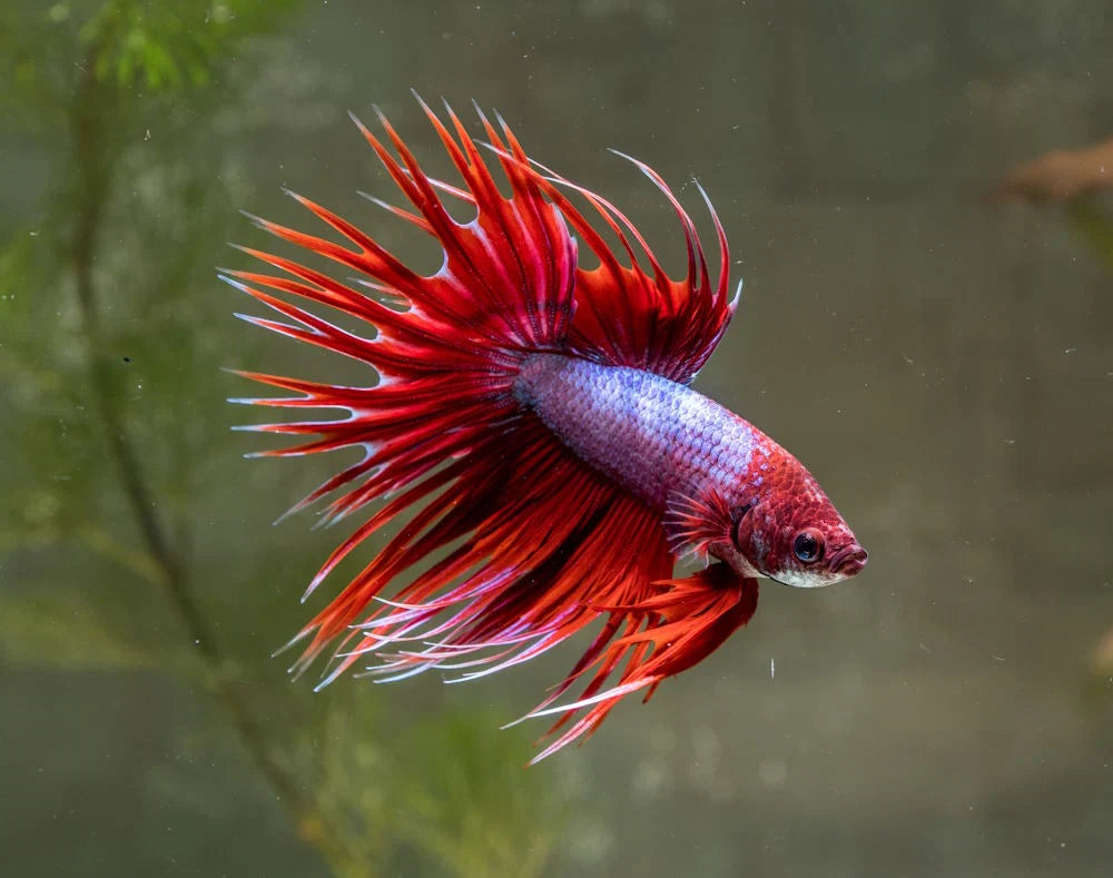 Betta Crowntail (Photo à titre indicatif, les couleurs peuvent varier)