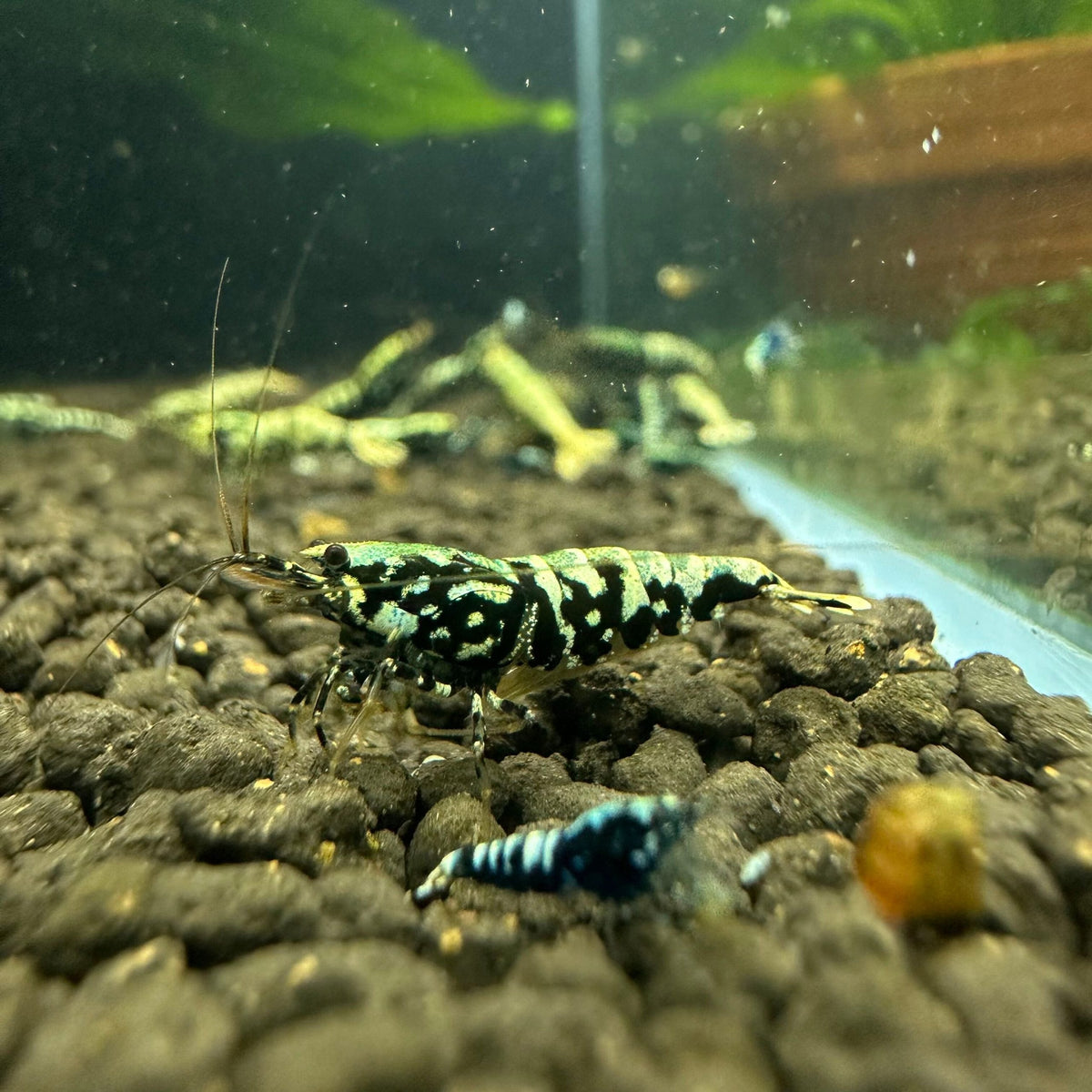 Crevette Galaxy Pinto Fishbone - NageoireBleue