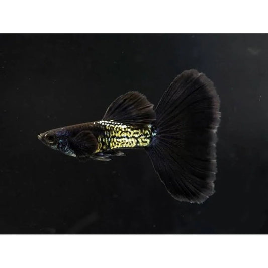 Black Cobra Guppy (EN PAIRES) prix pour deux - NageoireBleue