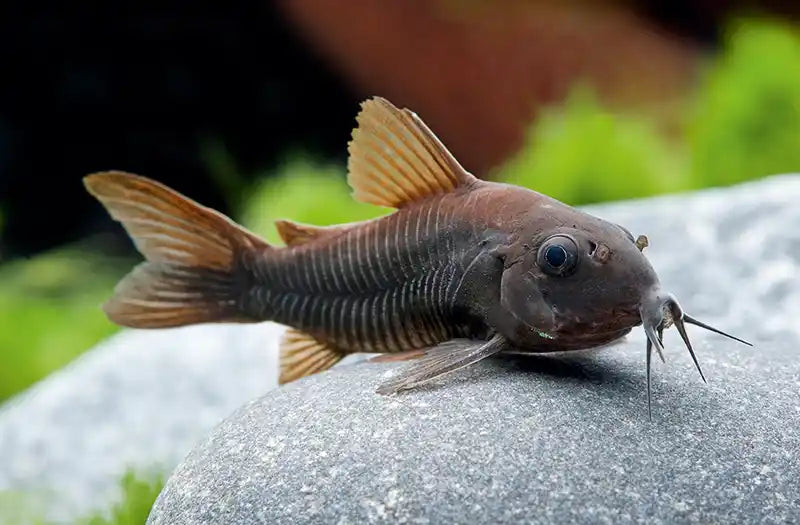 Corydoras Venezualan Noir - NageoireBleue