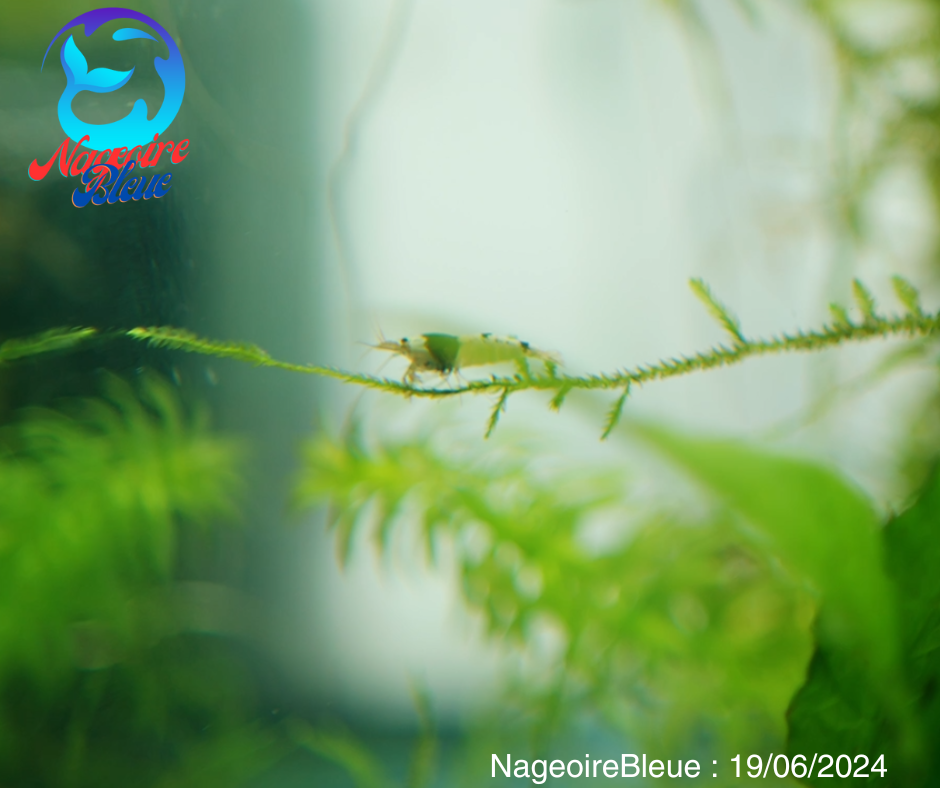 Crystal Grade S , Crevette Noire Et Blanche - NageoireBleue