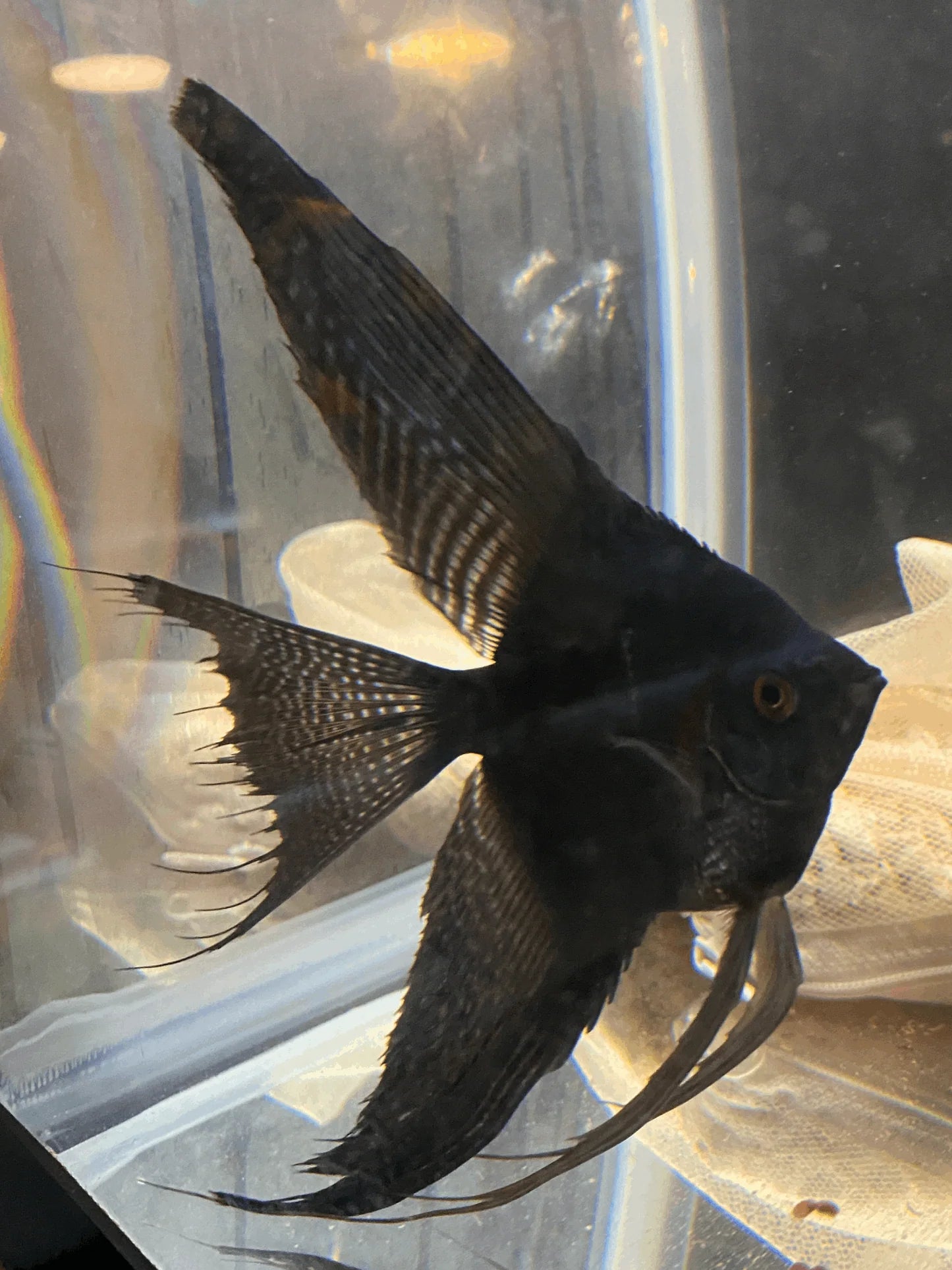 Scalaire noir "Veil Tail" - NageoireBleue