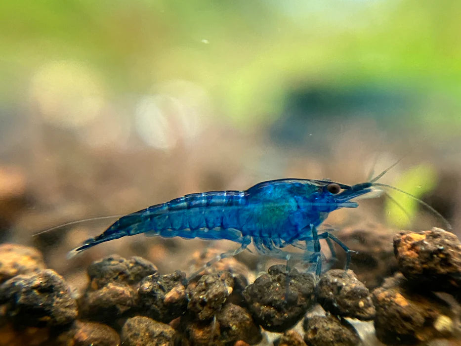 Crevette ''Blue Velvet'' - NageoireBleue