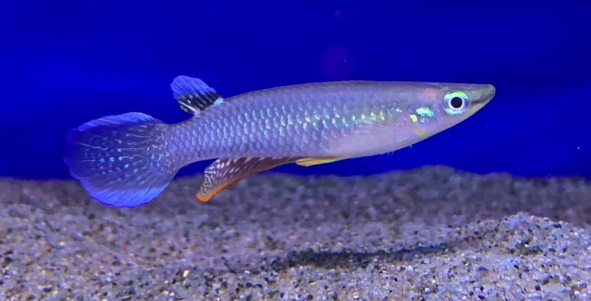 Killifish Panchax Bleue