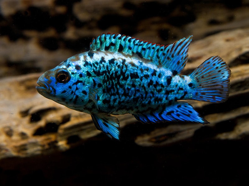 Jack Dempsey Bleue électrique