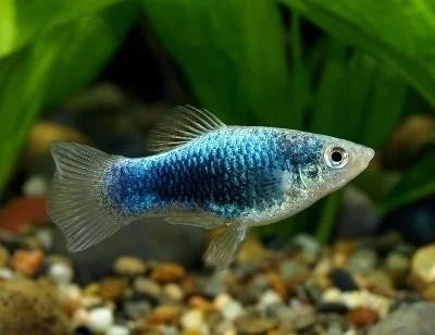 Platy corail bleue