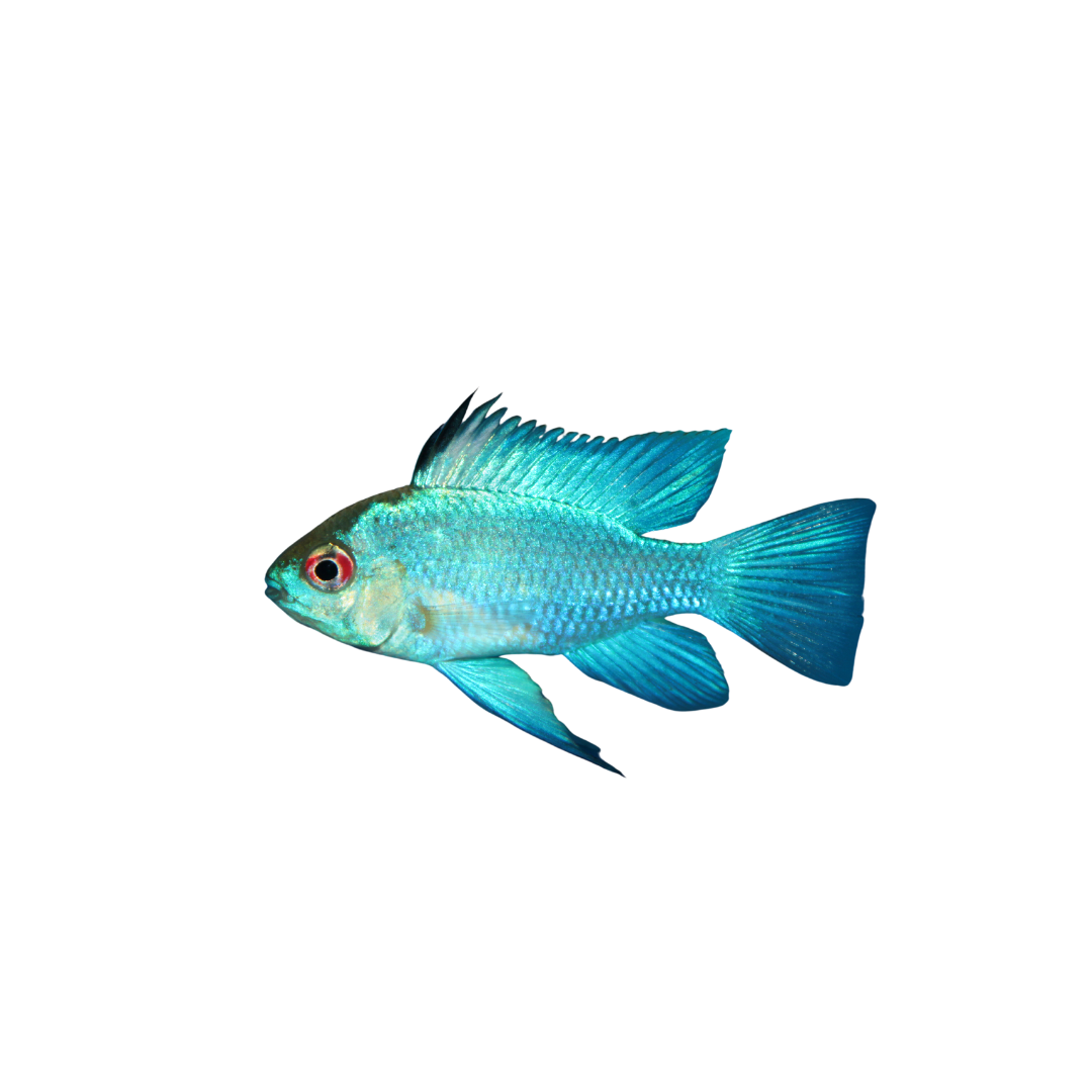 Electric Blue ramirezi - NageoireBleue