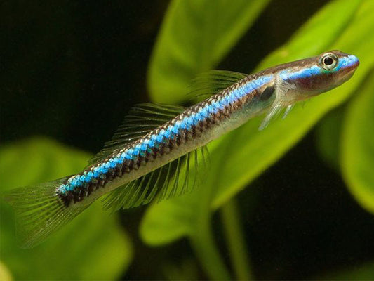 Gobie Nain Bleu Fluorescent - NageoireBleue