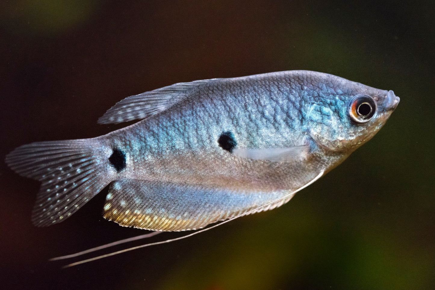 Gourami Opaline Bleue