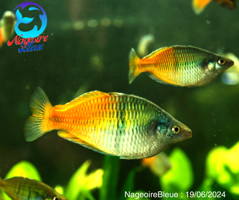 Rainbow Boesemani - NageoireBleue