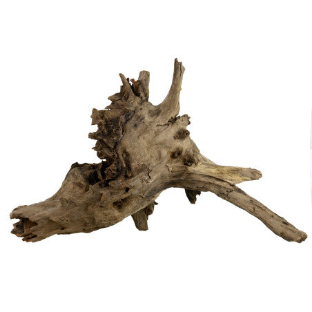 Combo Rasbora Kubotai Vert - NageoireBleue