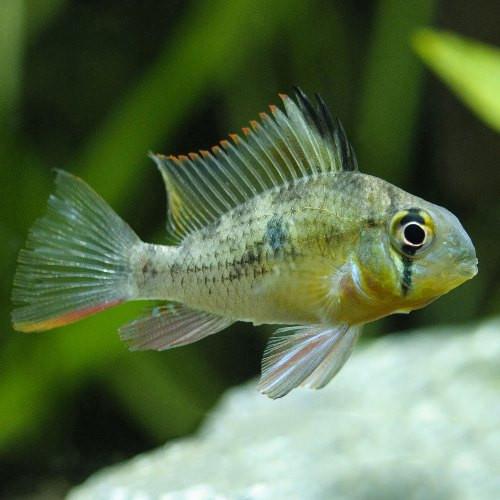 Ramirezi Bolivien