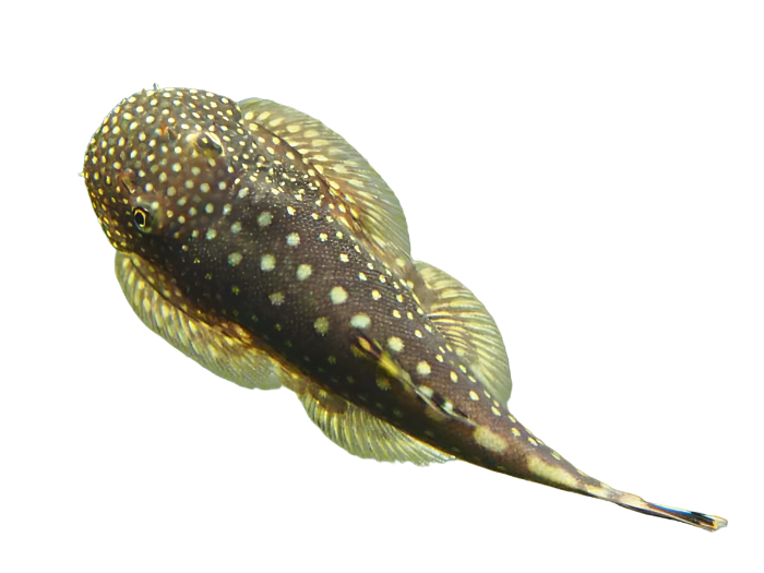 Borneo Sucker - NageoireBleue