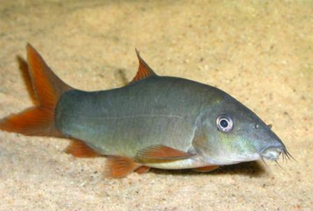 Botias à queue rouge (Large) - NageoireBleue