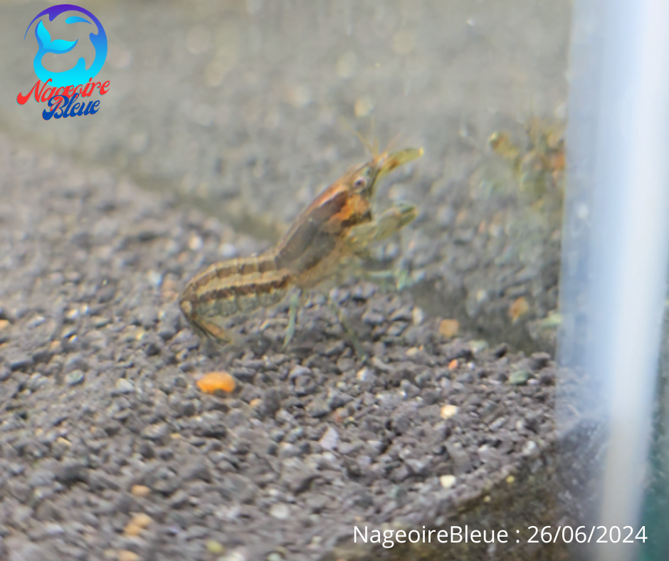 Écrevisse Brazos Bleue - NageoireBleue