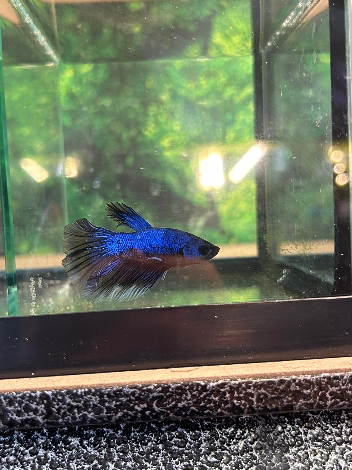 Betta Copper Bleue Reflet Metallique - NageoireBleue