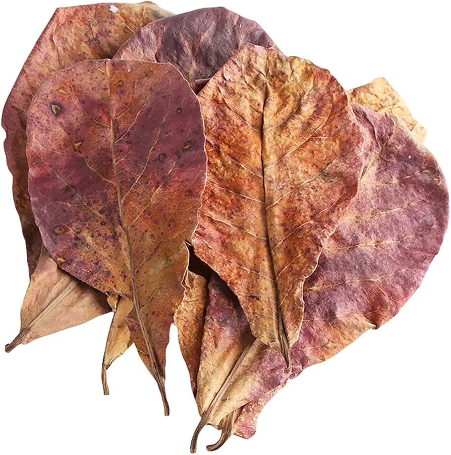 Combos Crevette Rouge Bloody Ma - NageoireBleue