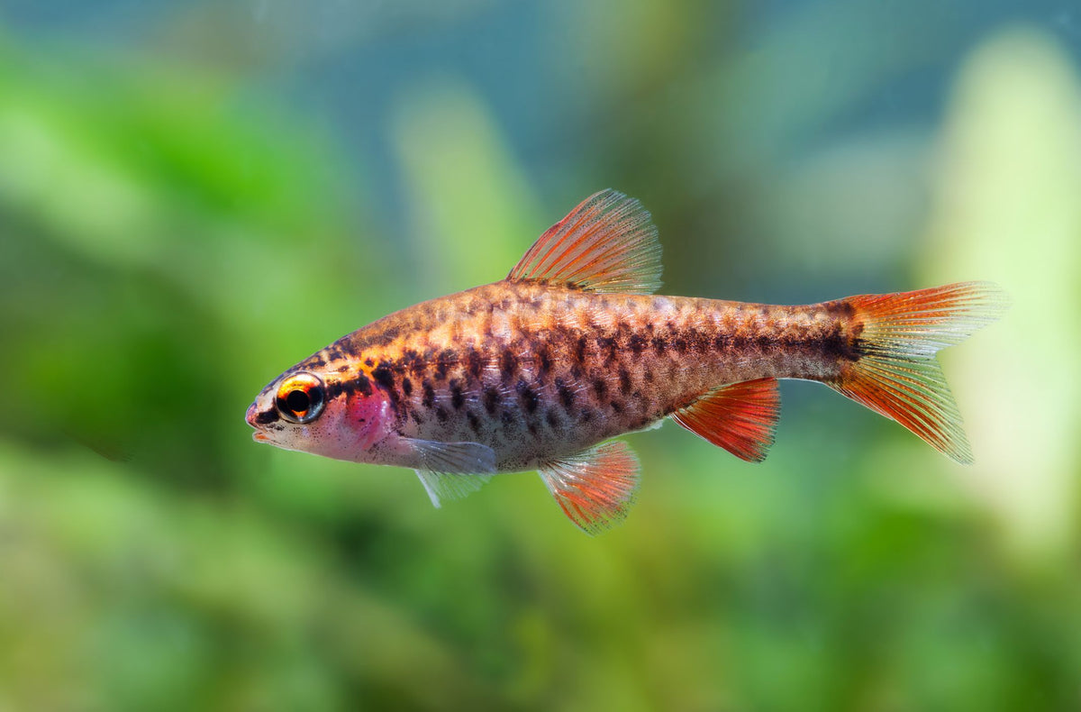 Cherry barb