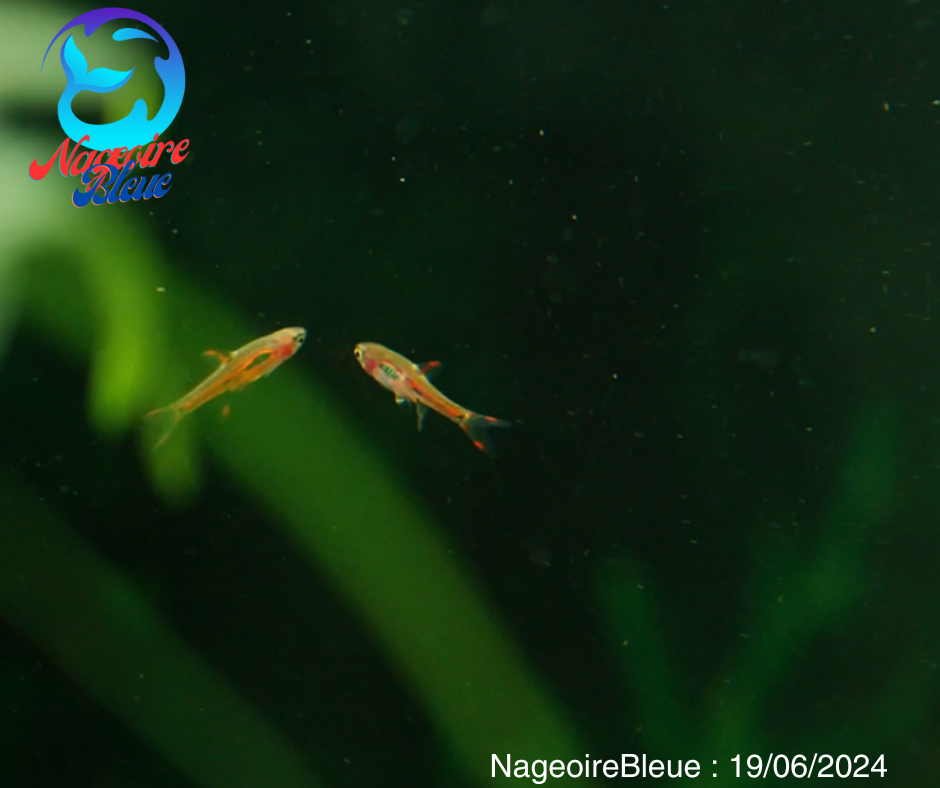 chili rasbora (Boraras brigittae) - NageoireBleue