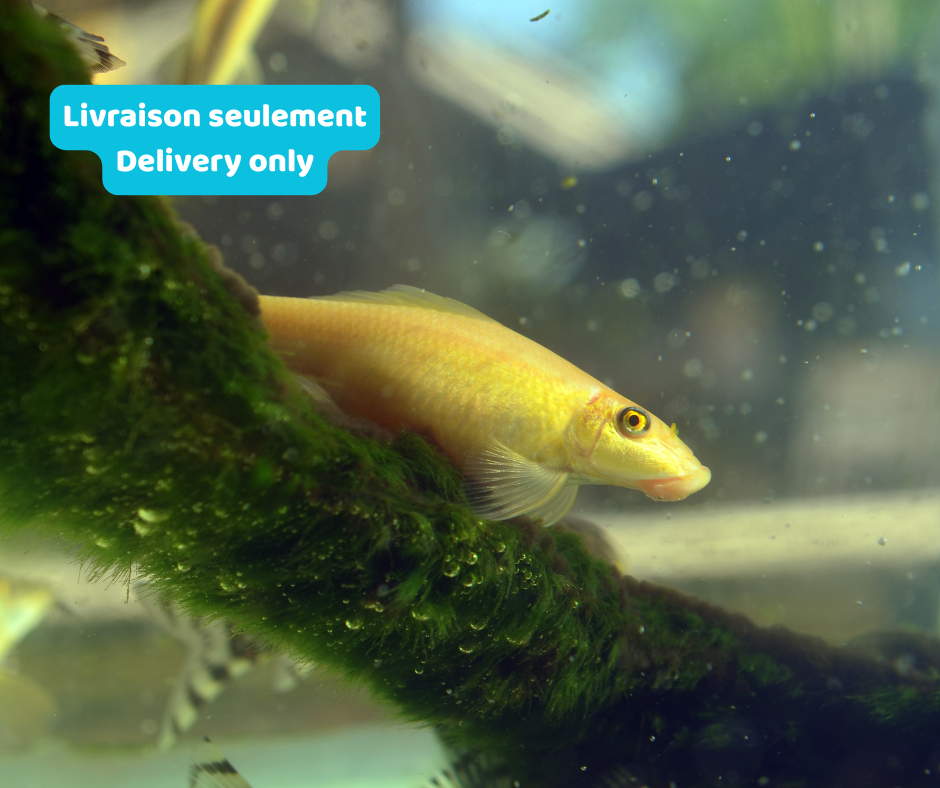 Mangeur d'algues chinois albino (Livraison seulement) - NageoireBleue