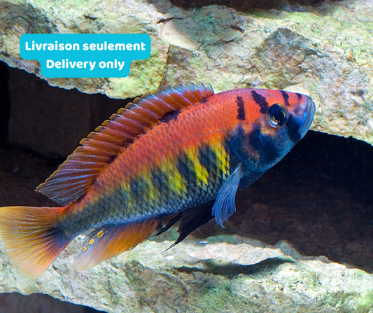 Cichlidé Nyererei (Livraison seulement) - NageoireBleue