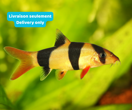 Loach Clown Médium (Livraison seulement) - NageoireBleue
