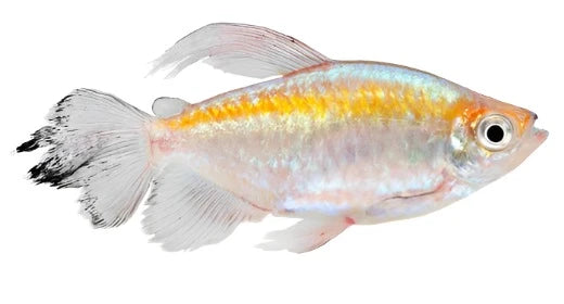 Tetra congo - NageoireBleue