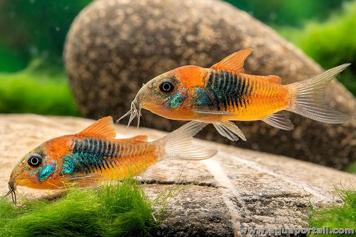 Venezuelan cory orange