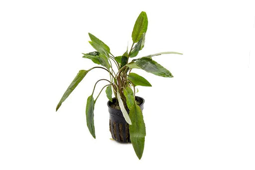 Cryptocoryne beckettii - NageoireBleue