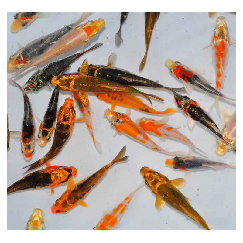 Carpe Koi (2-3 pouces)