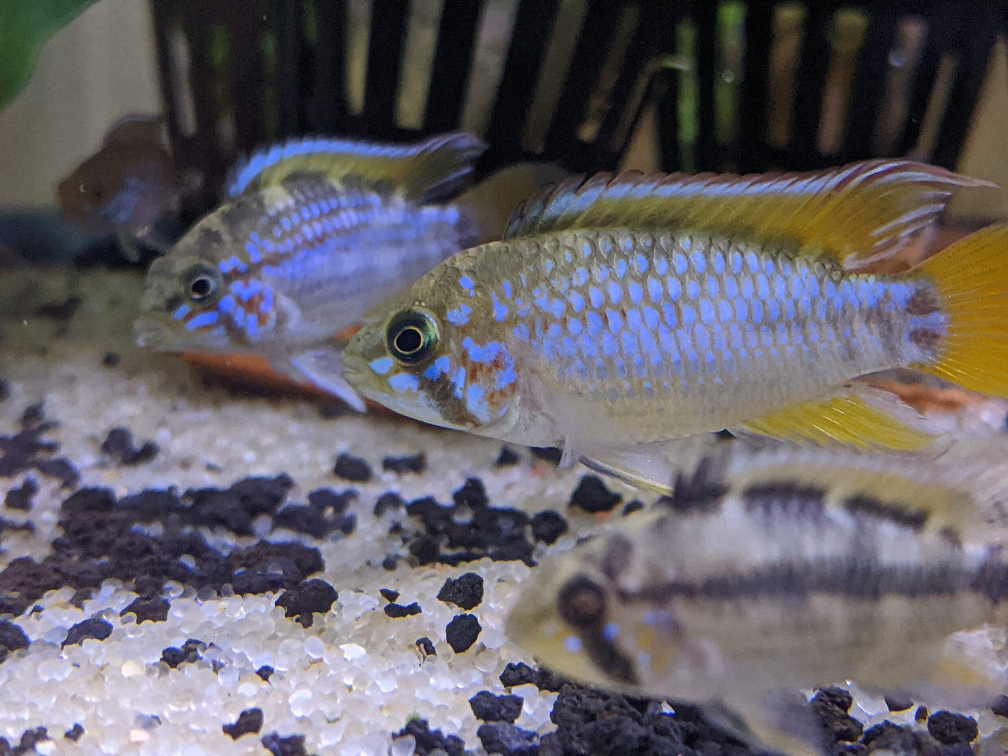 Apistogramma ortegai pebas