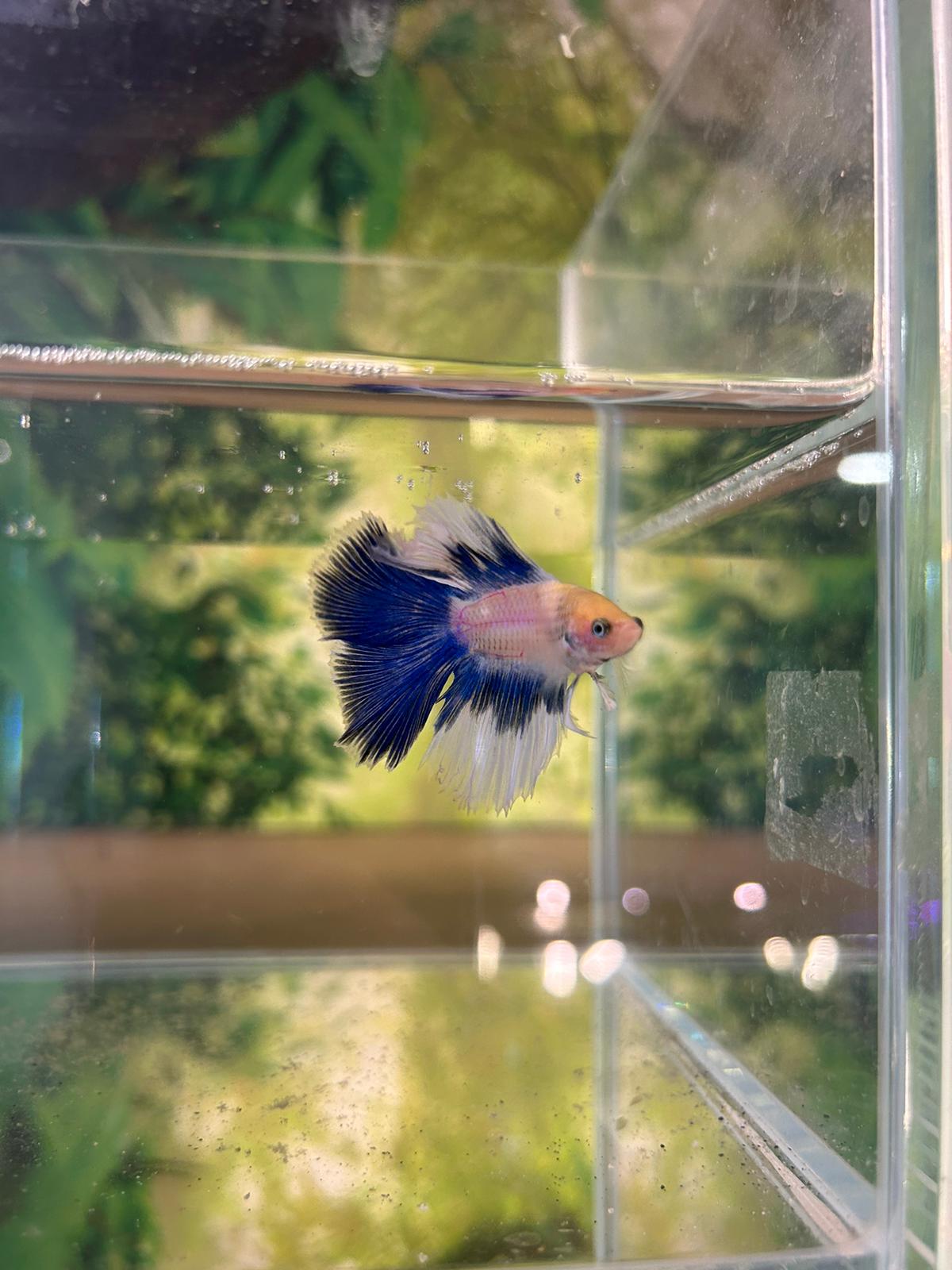 Betta Super Delta Bleue et Blanc - NageoireBleue
