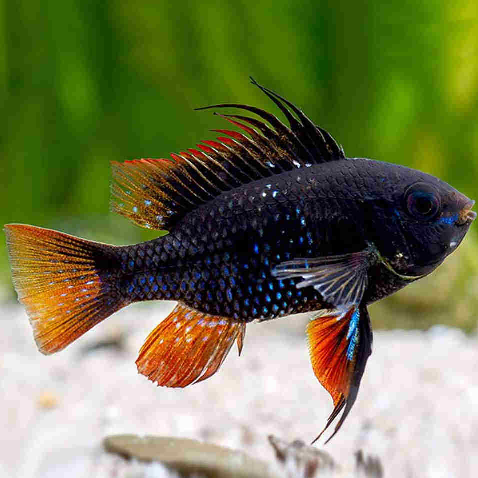 Dark Ramirezi