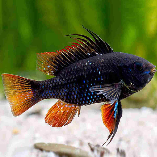 Dark Ramirezi - NageoireBleue
