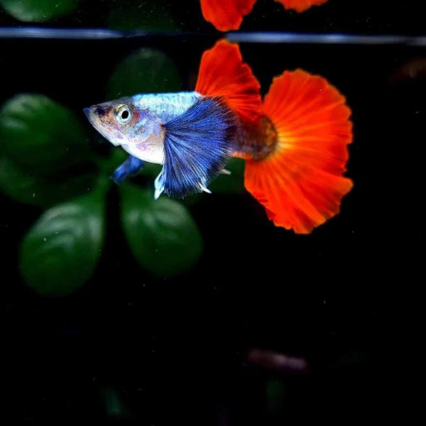 Guppy Dumbo à grandes nageoires pectorales Mâle