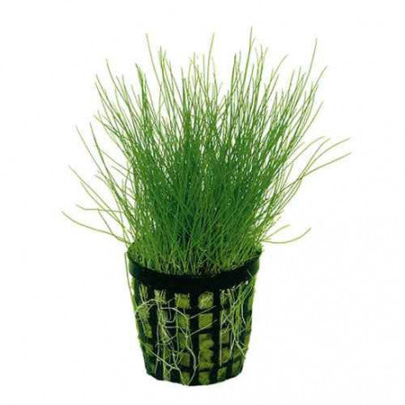 Eleocharis parvulus - NageoireBleue