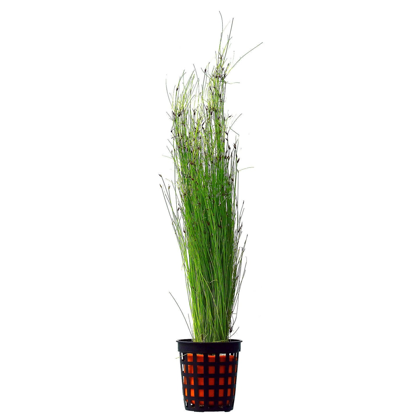 Eleocharis vivipara - NageoireBleue