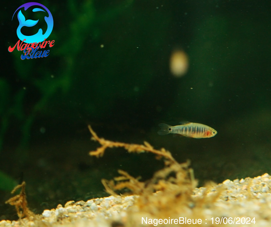 Dwarf Emerald Rasbora - NageoireBleue