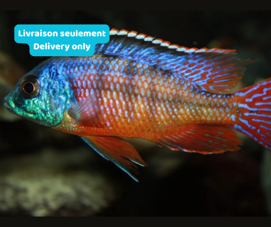 Cichlidé Empress Red (Livraison seulement) - NageoireBleue