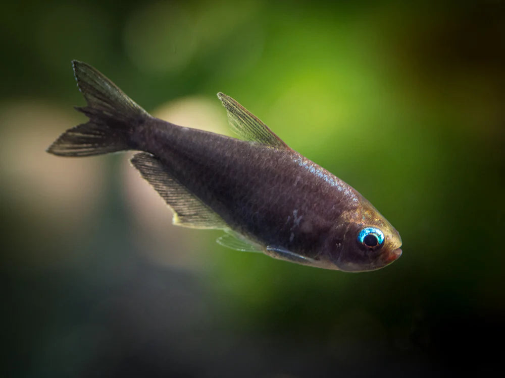 Tetra emperor Black