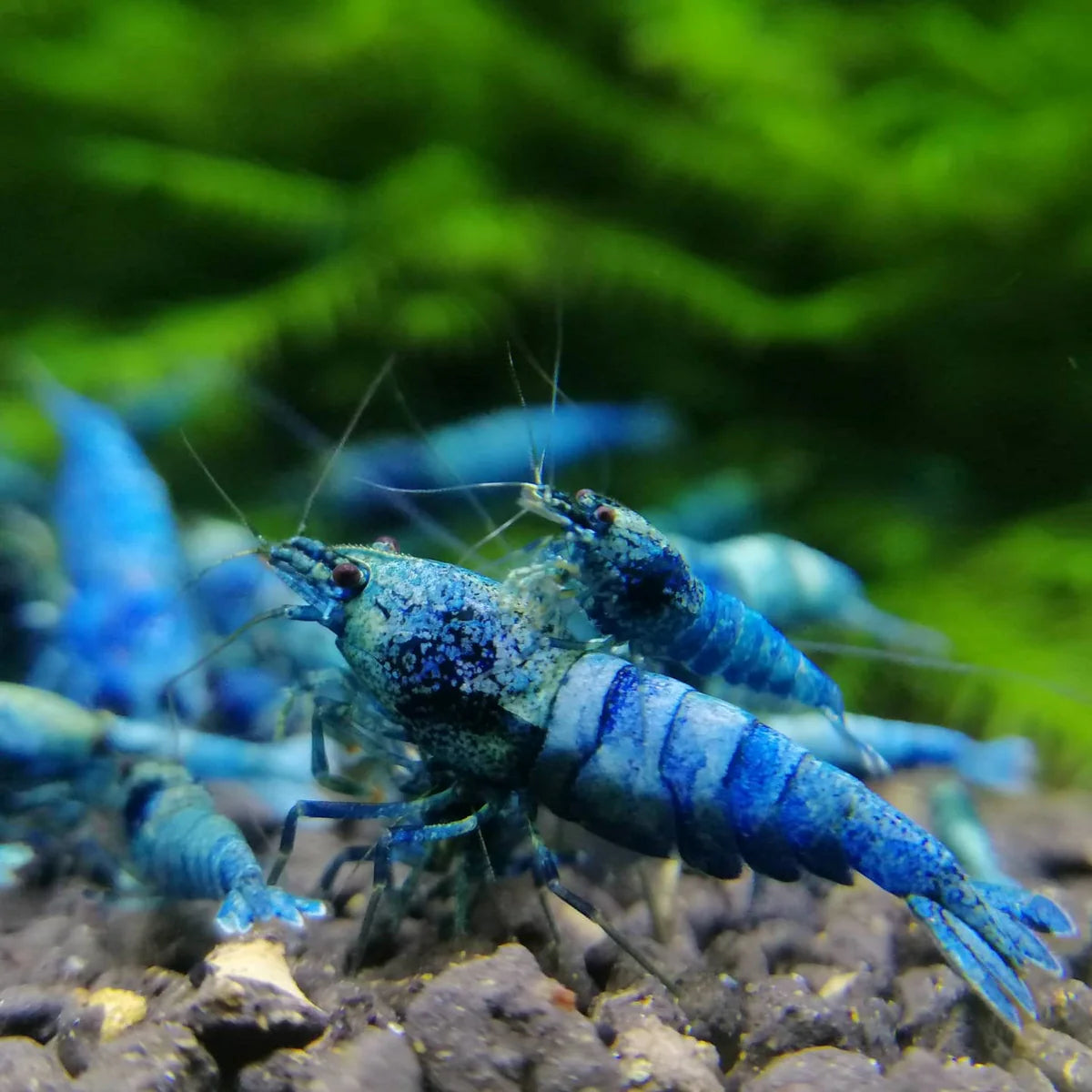 Crevette blue bolt EXTREME ( extreme blue bolt shrimp) - NageoireBleue