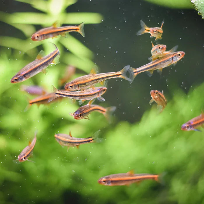 Rainbow Shiner (Femelle) - NageoireBleue