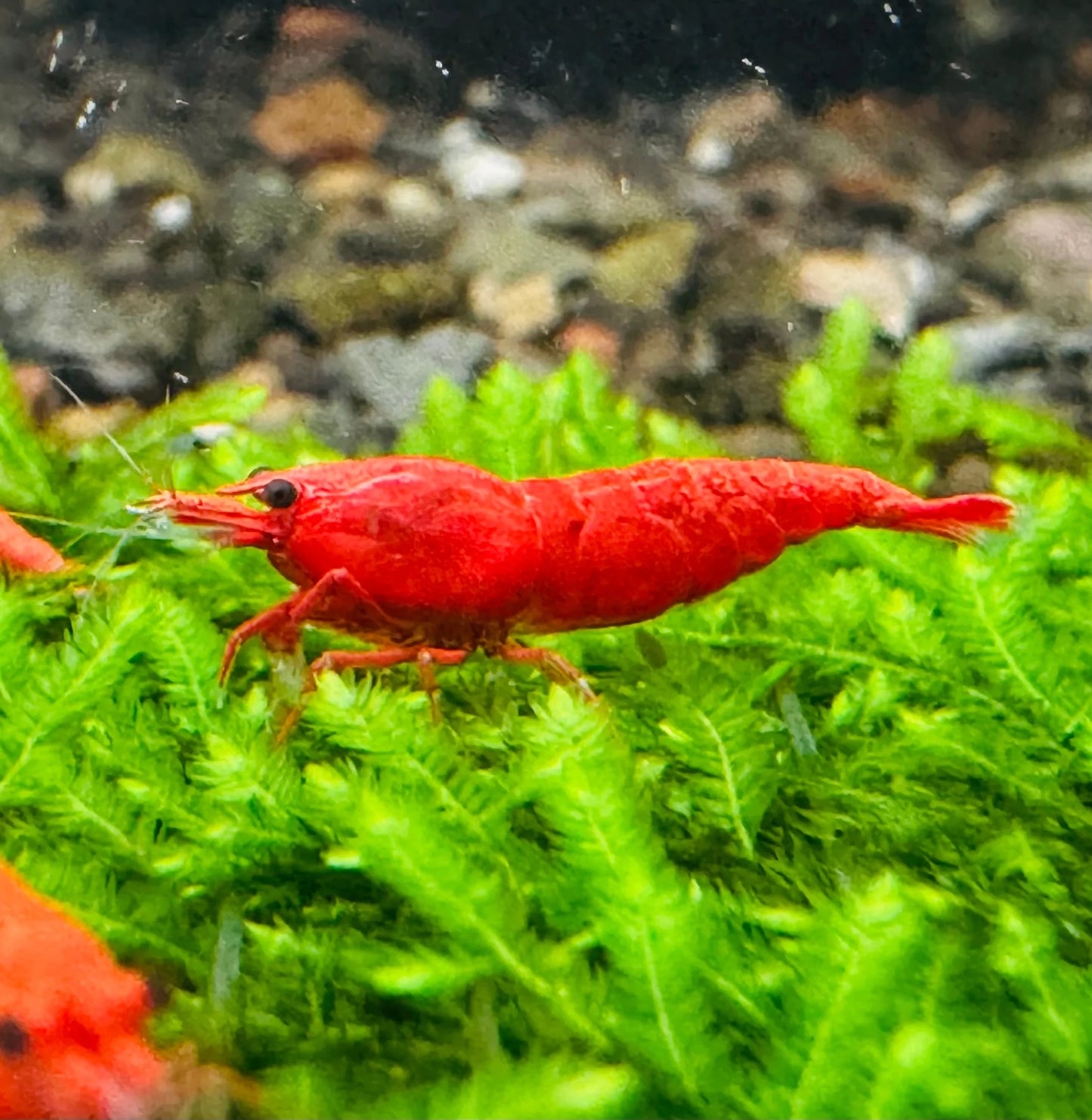 Crevette Rouge Feux / Fire Red Shrimp - NageoireBleue
