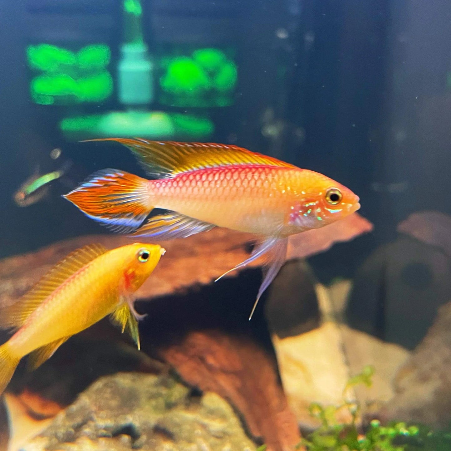 Apistogramma agassizii “Fire Red” - NageoireBleue