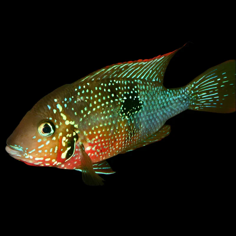 Cichlid Firemouth Elliot's