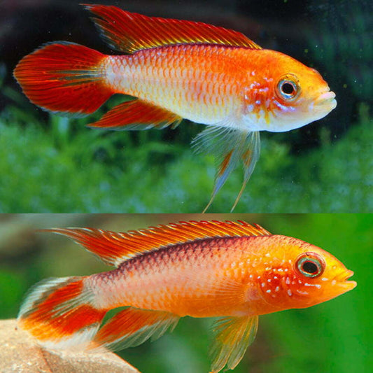 Fire Red Apistogramma - NageoireBleue
