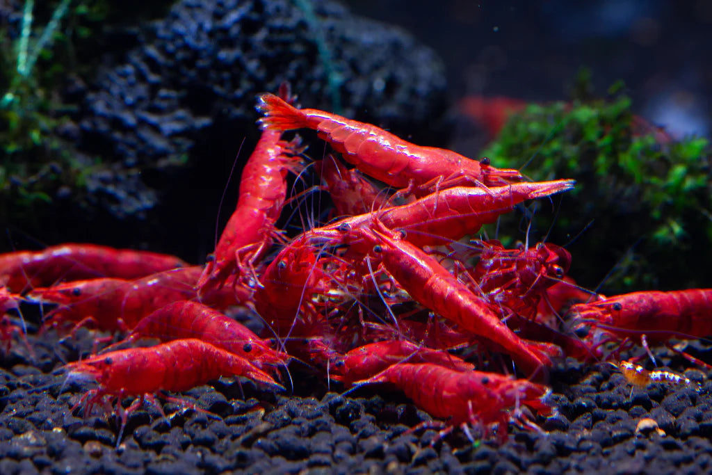 Crevette Néocaridina Fire red - NageoireBleue